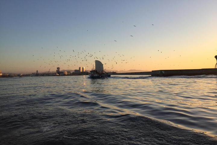 a flock of birds flying over a body of water
