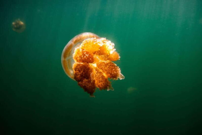 Jelly fish in the port of Barcelona