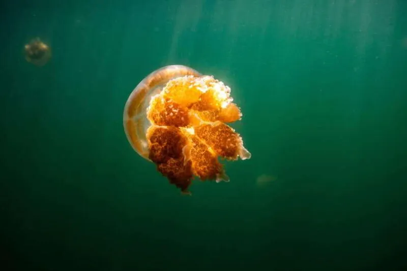 Jelly fish in the port of Barcelona