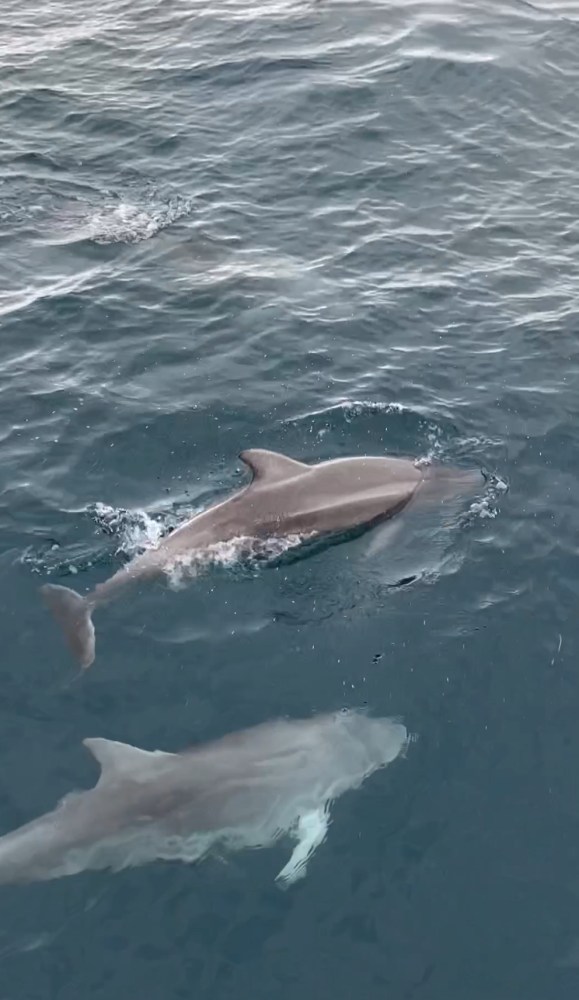 Two dolphins swimming close to the water surface in a blue ocean.